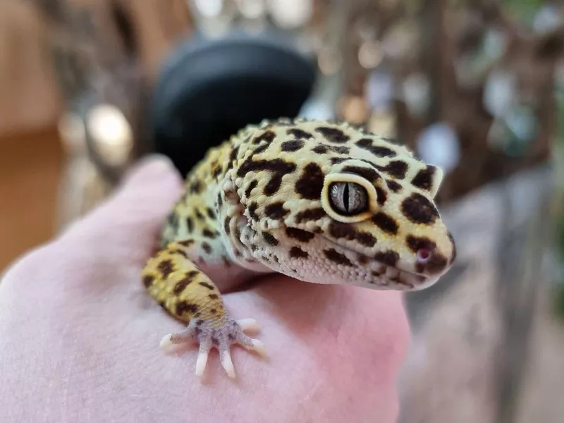 Leopard Gecko
