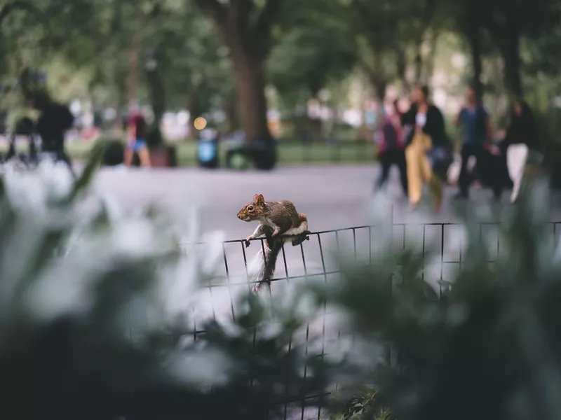 Squirrel in park