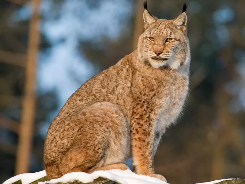 Lynx