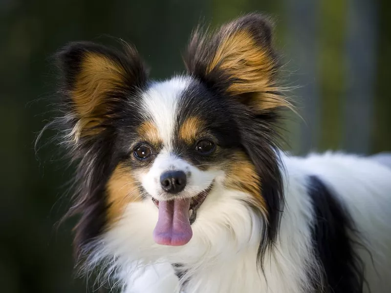 Papillon dog