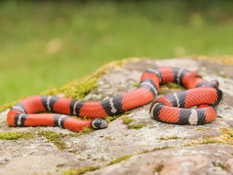Louisiana milk snake on rock