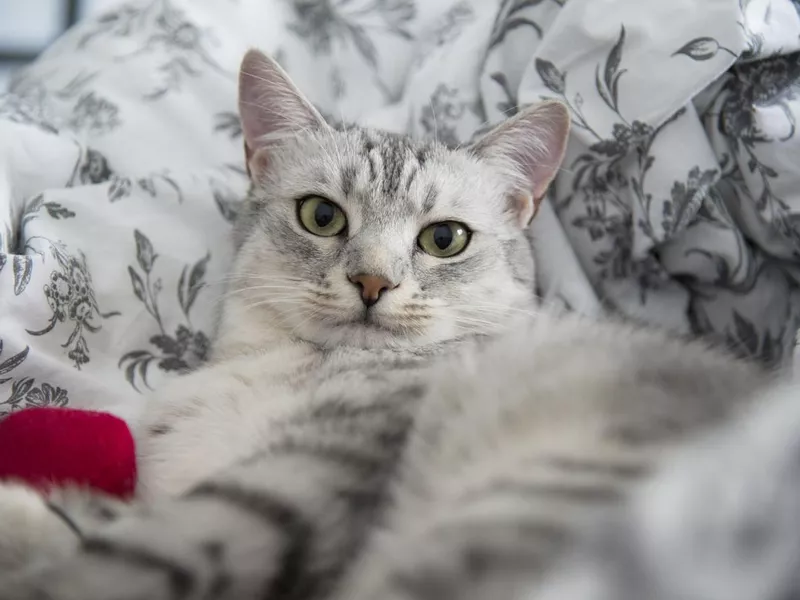 Egyptian Mau