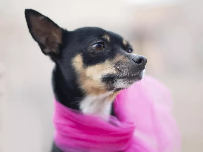 Rat Terrier Dog