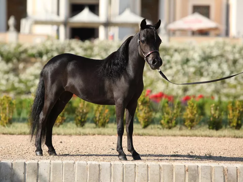 American miniature horse standing