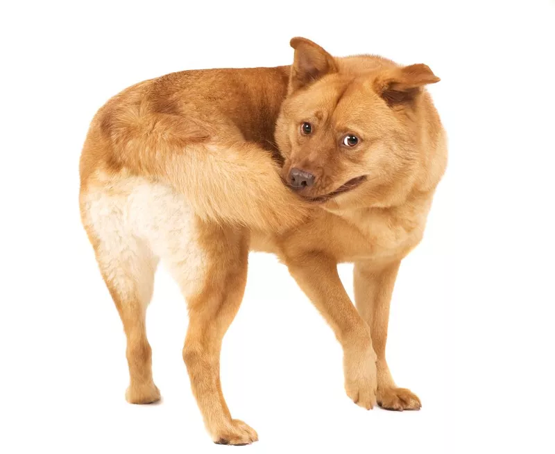 Dog chasing tail