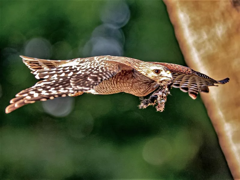 Red Shouldered Hawk in Flight
