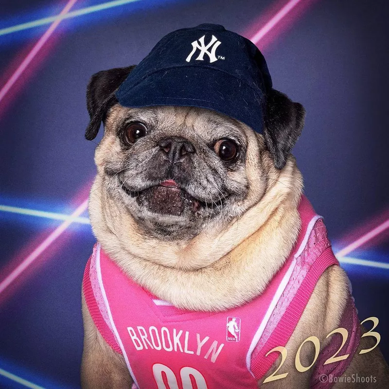 Pug laser portrait