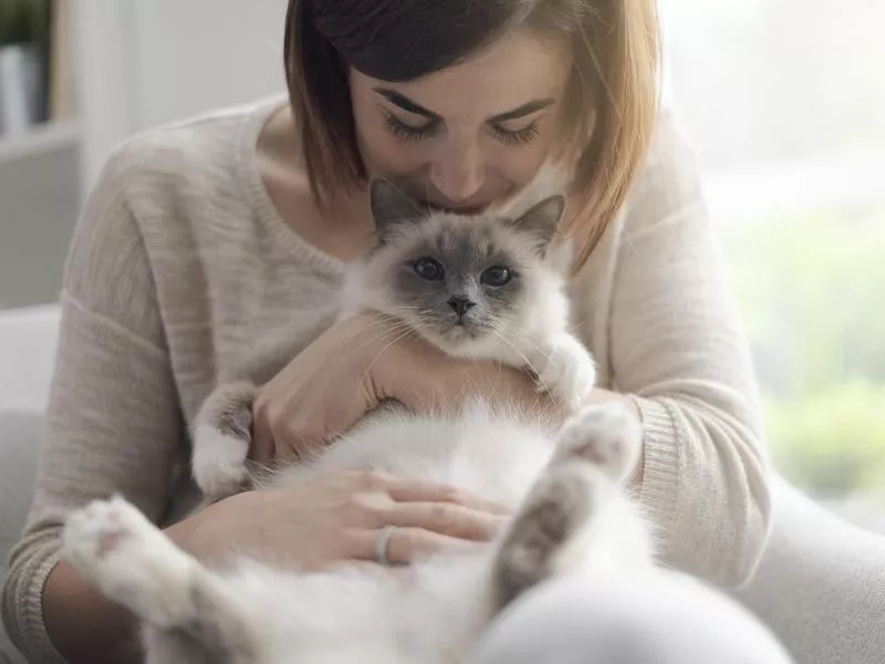 Woman petting her beautiful cat at home