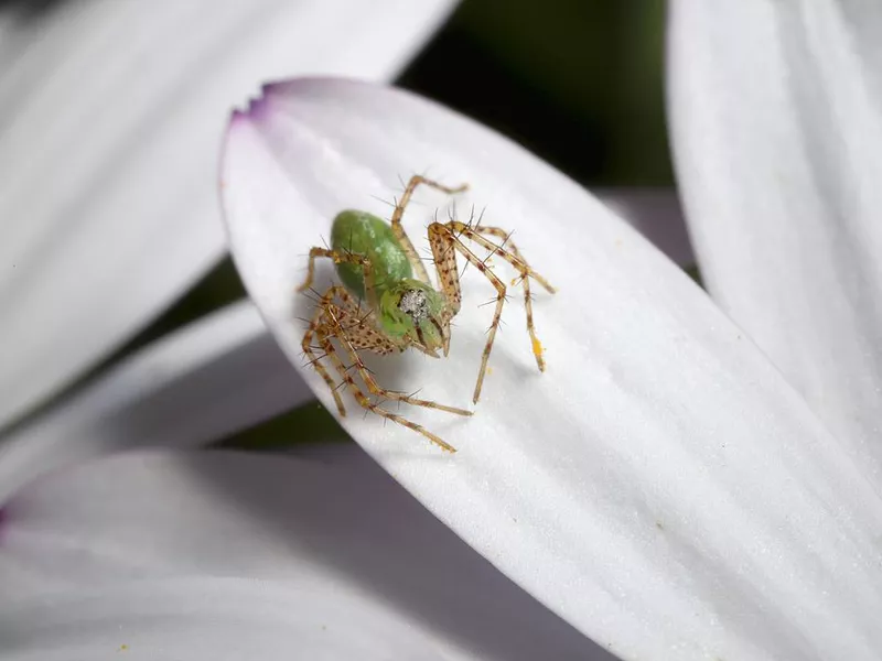 Green Lynx Spider (Peucetia viridans)