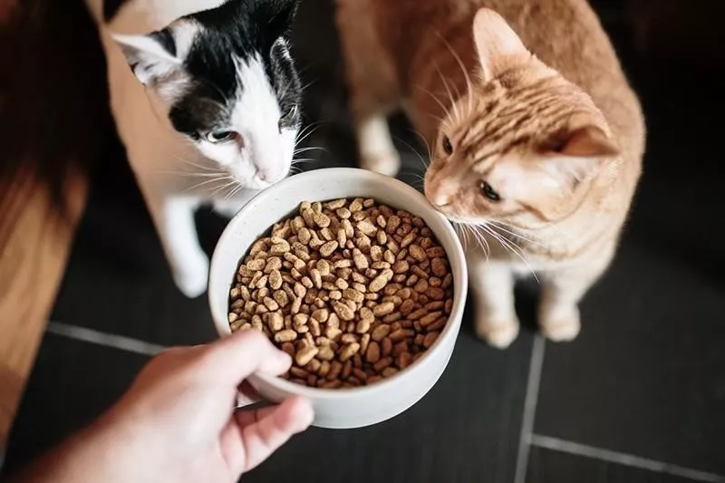 Cats eating food