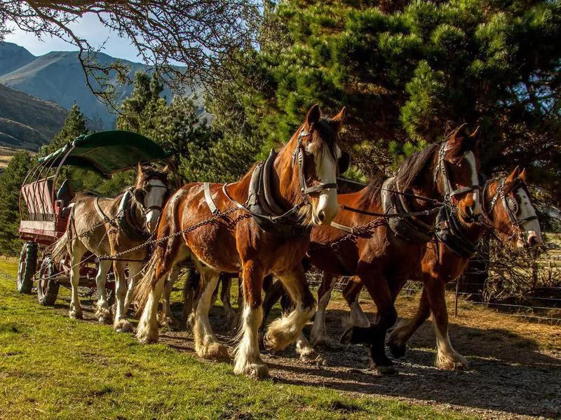 Clydesdale pulling carriage