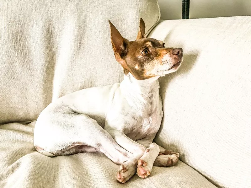 Rat terrier behavior