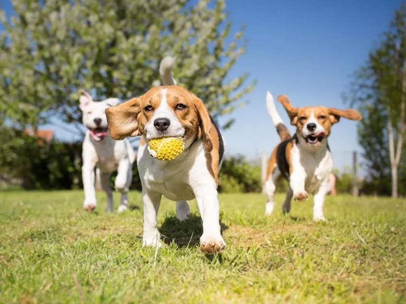 Group of dogs playing in the park