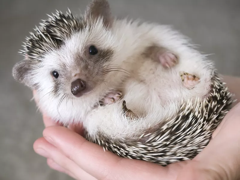 African pygmy hedgehog