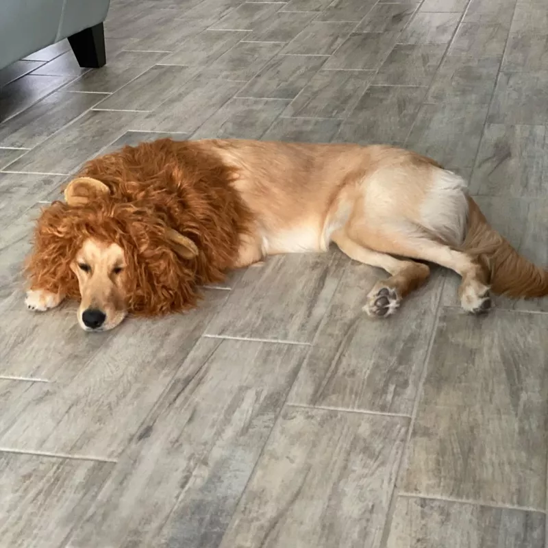 Tomsenn Dog Lion Mane