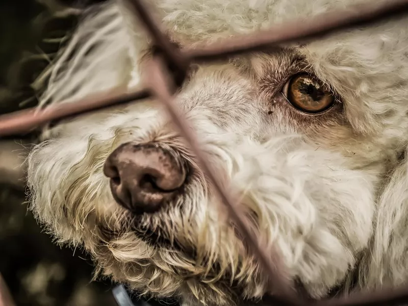 Kennel dog locked in a cage