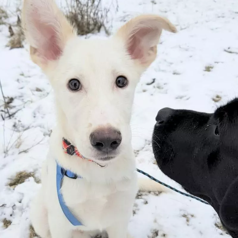 Husky Labrador Retriever Mix