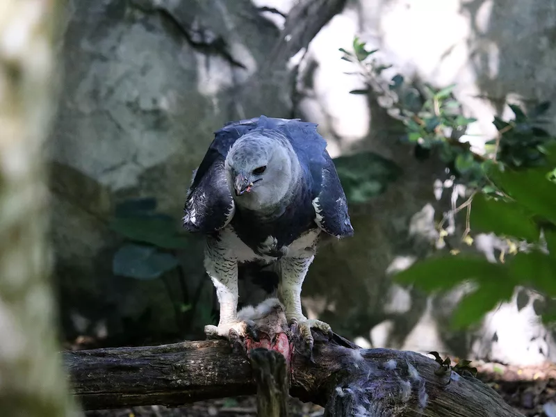Harpy eagle eating