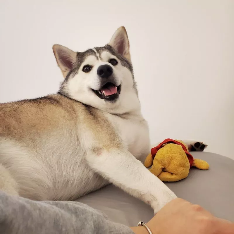 Fun Fact: Husky Shiba Inu Mix