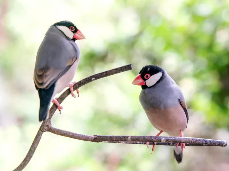 Bird Festival of Chile