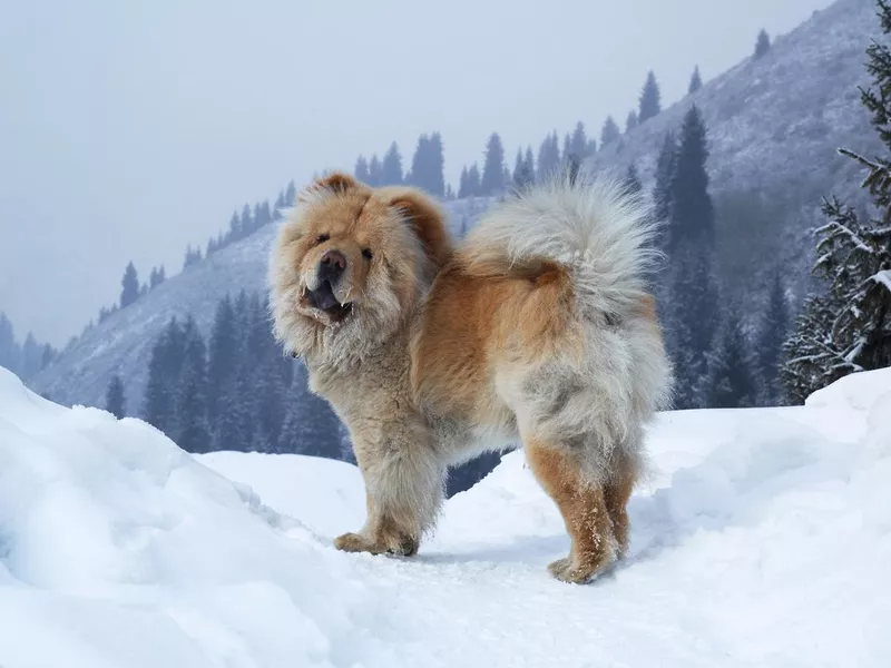 Chow Chow