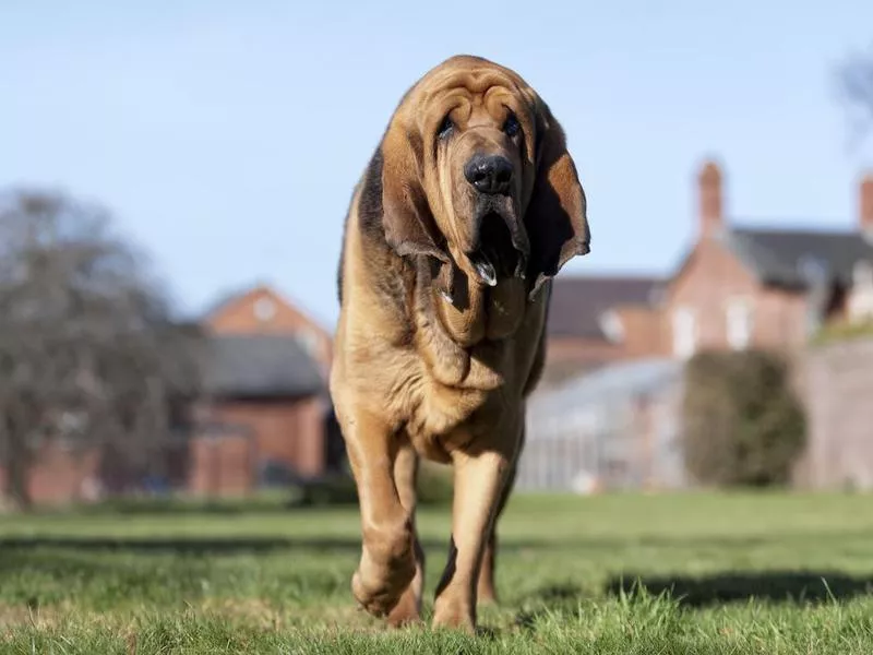 Bloodhound