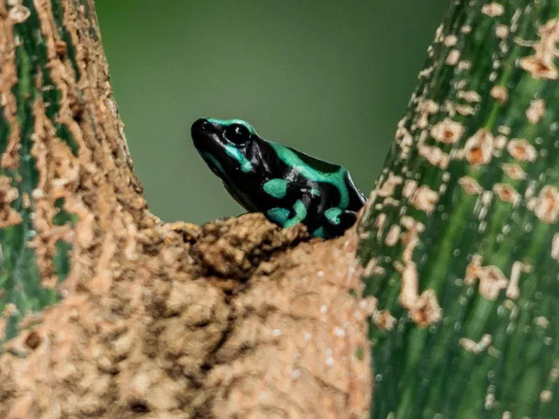 Green and black poison dart frog