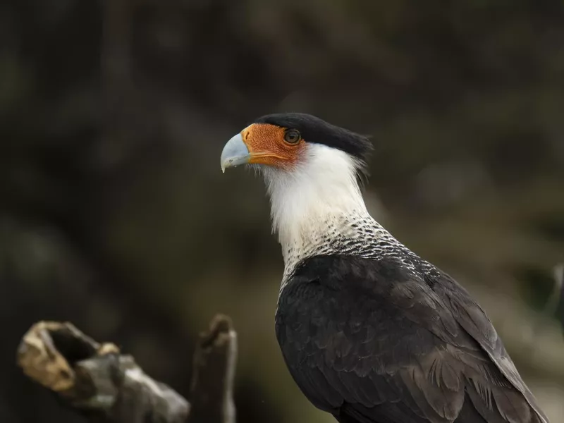 Crested caracara