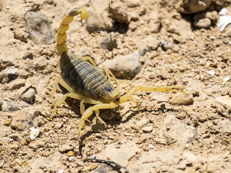 Scorpion deathstalker from the Negev desert took a defensive stance (Leiurus quinquestriatus)