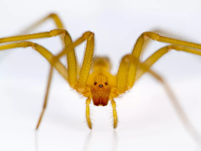 Chilean Recluse Spider