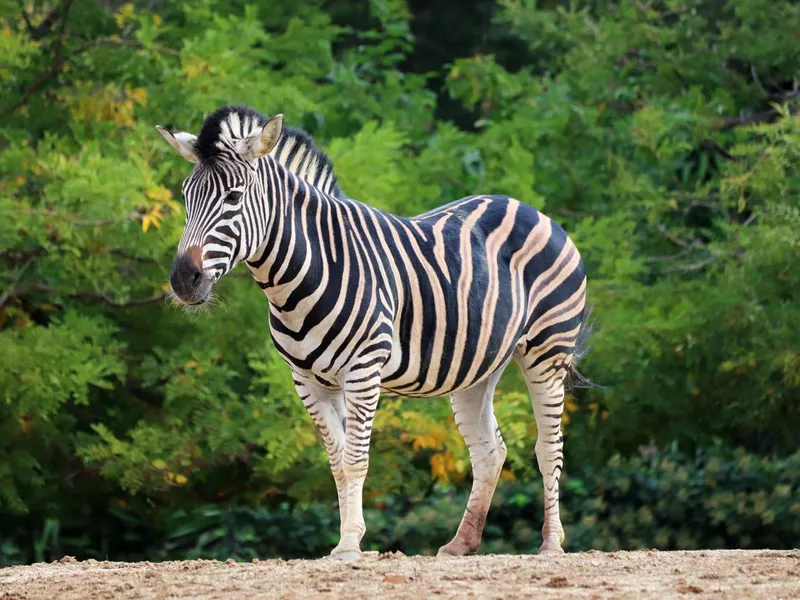 Zebra