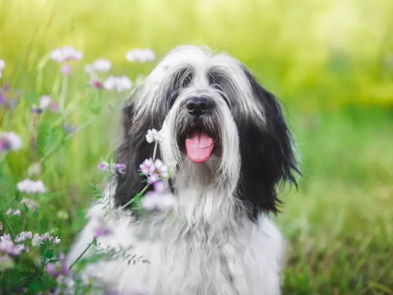 Tibetan terrier Dog In Garden