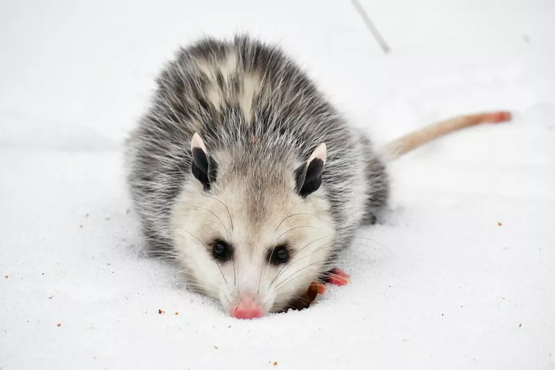 Opossum standoff