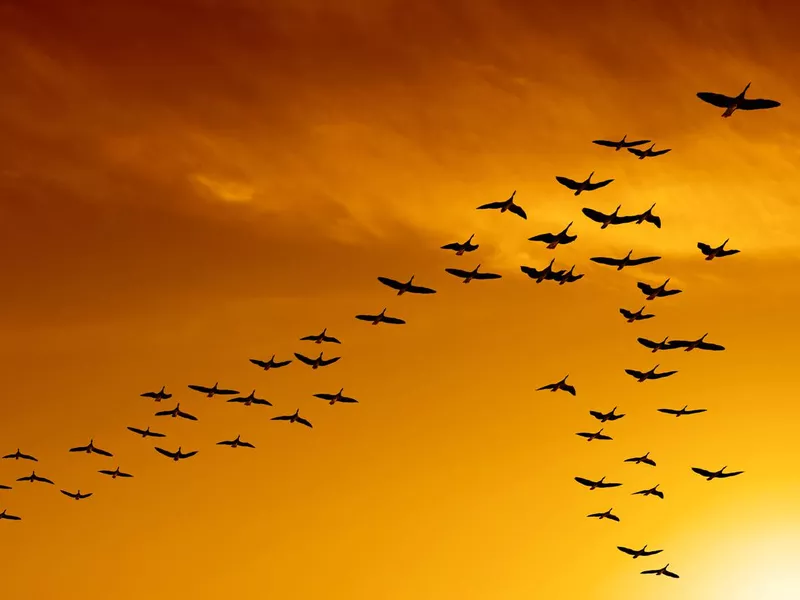 Canadian Geese