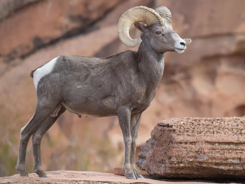 Bighorn Ram Facing Left, Valley of Fire SP, Nevada