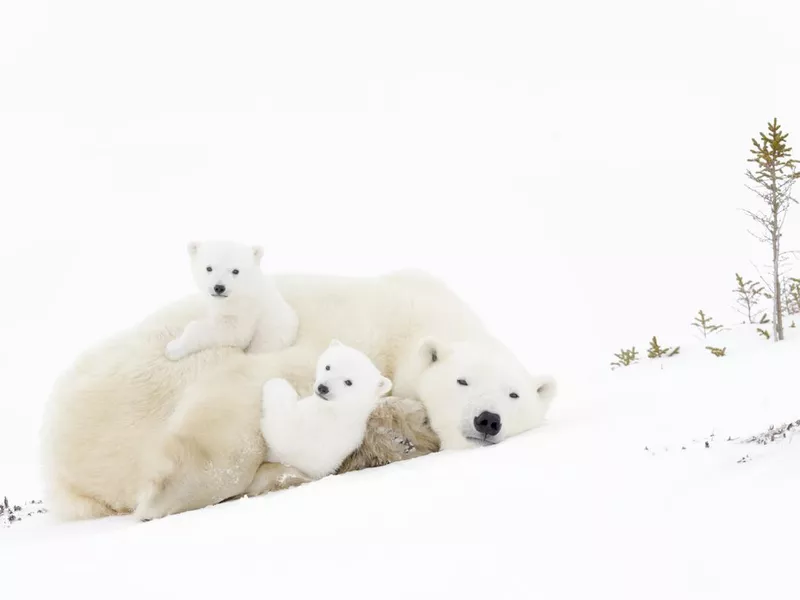 Polar bear (Ursus maritimus)