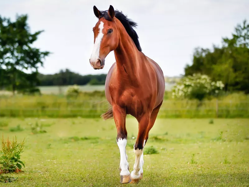 Brown pedigree horse