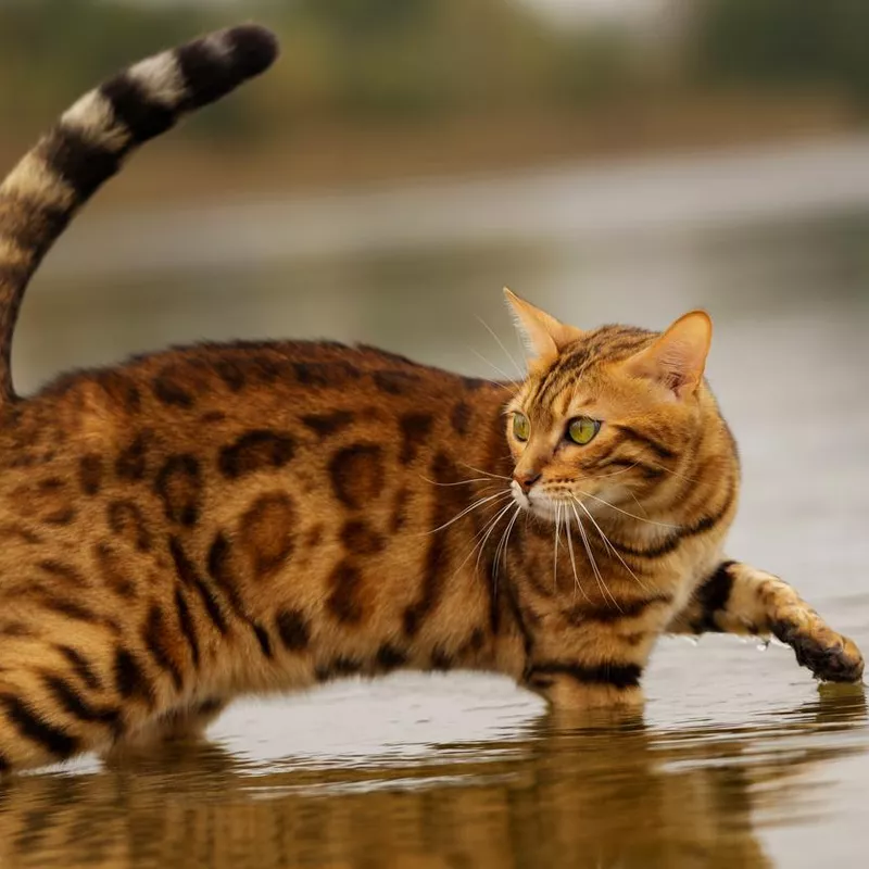 Bengal
