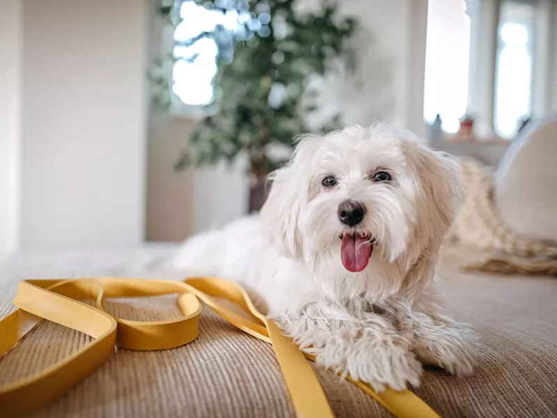 Maltese
