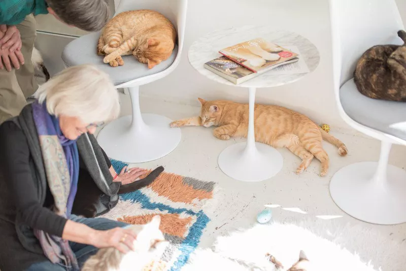 KitTea Cat Café