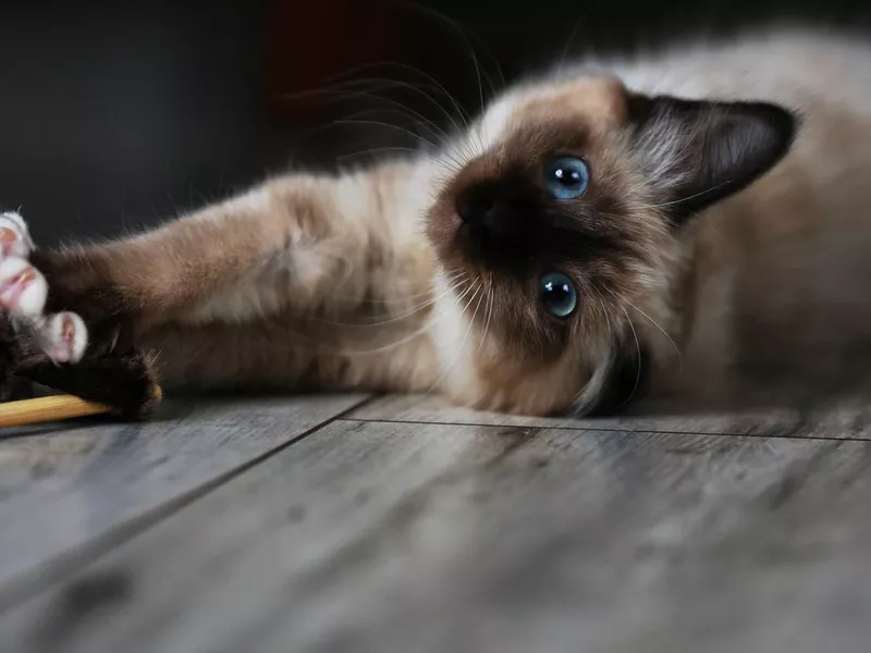 Burmese cat plays on the floor