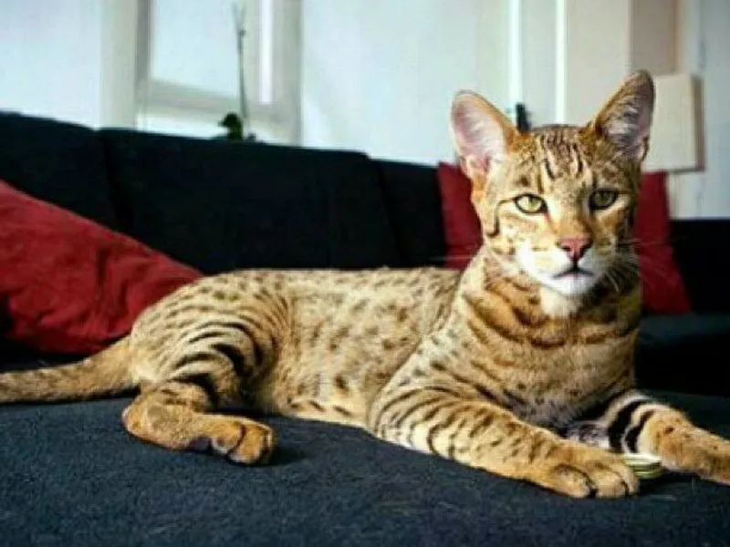 Ashera expensive cat breed