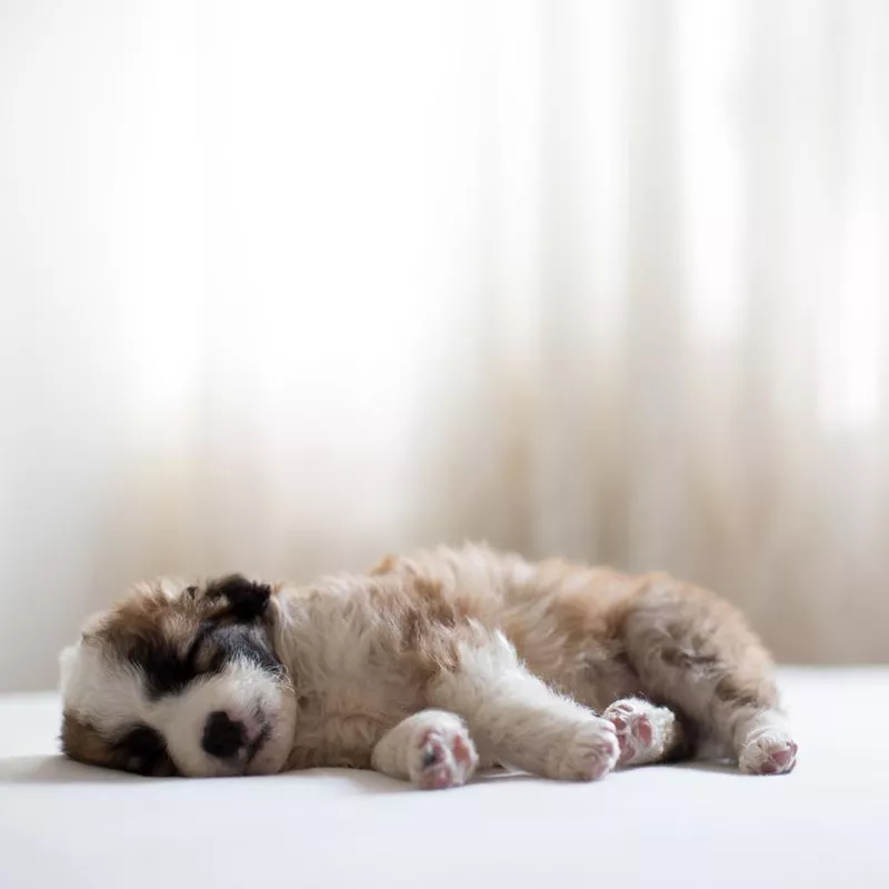 Shih Tzu Puppy Fell Asleep