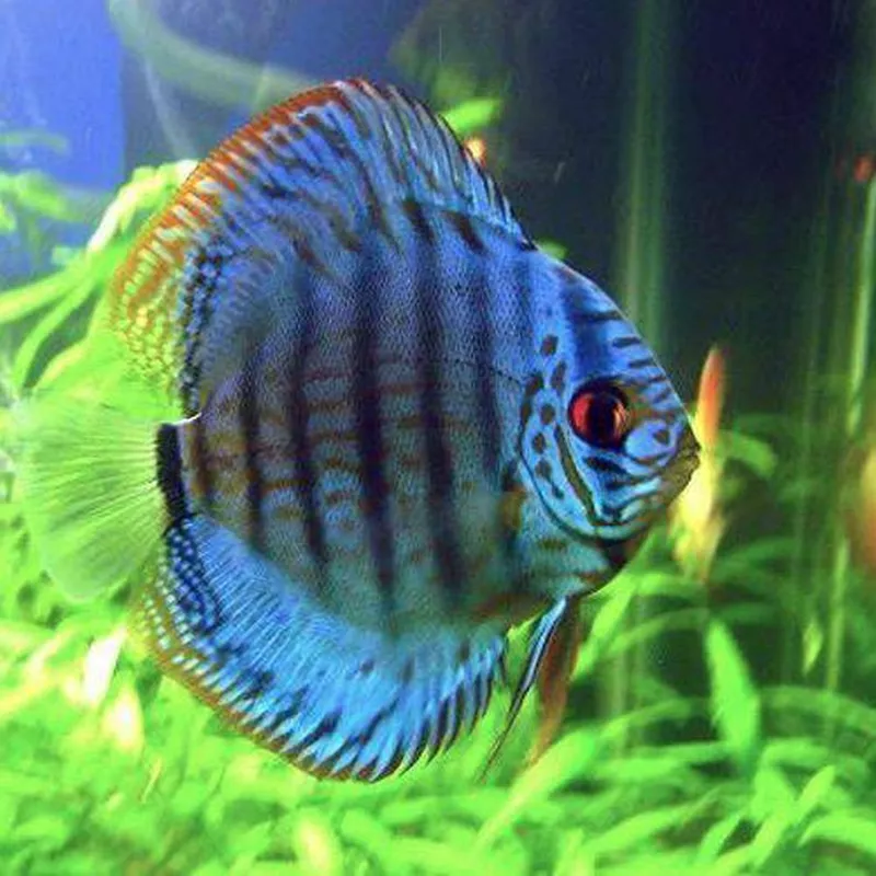 Hi Fin Cobalt Discus