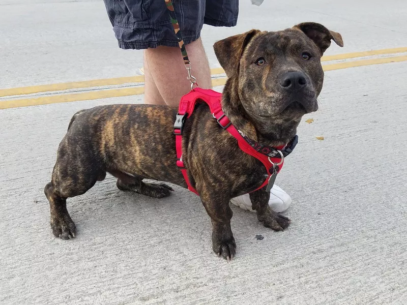 Pitbull and Corgi Mix