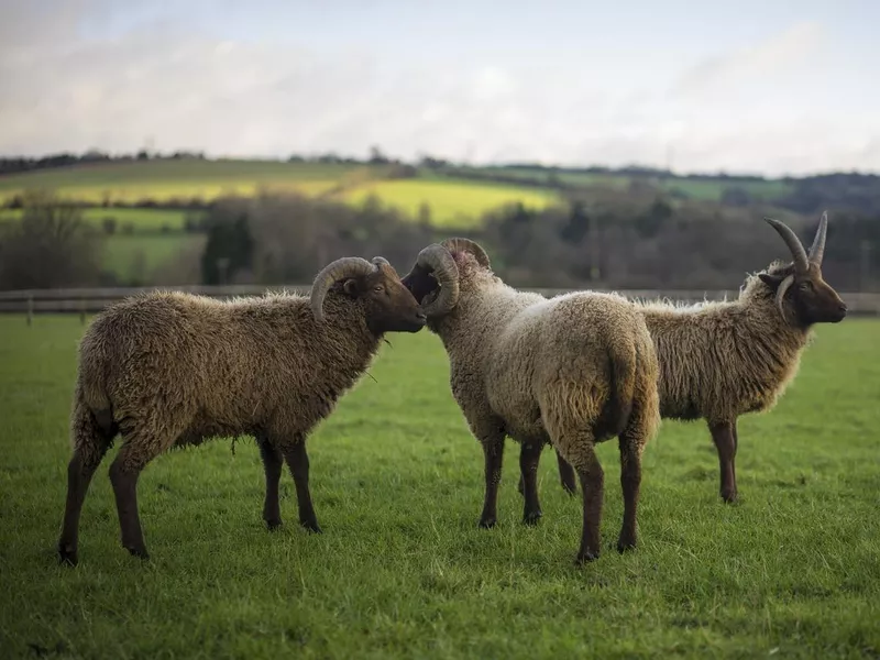 Shetland Sheep