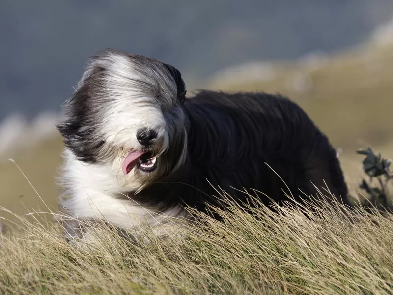 Bearded Collie