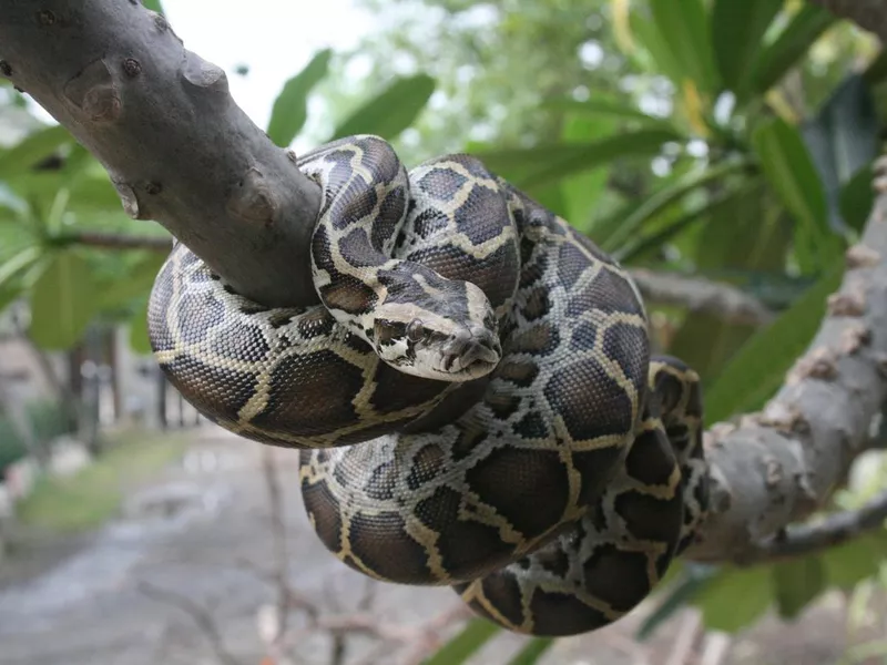 Burmese Python