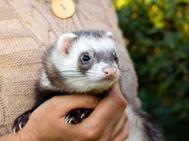 Young black sable ferret being held