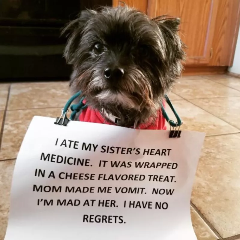 Dog ate heart medicine